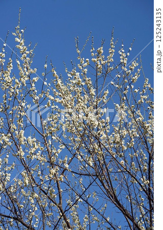 梅の花(白梅)・2025年3月 梅の花(白梅)・2025年3月 125243135