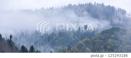 Misty landscape with fir forest trees 125243186