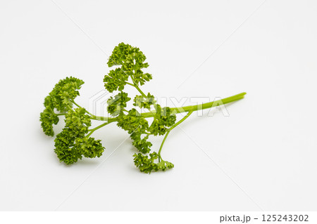 パセリの素材写真 白背景の中のパセリ パセリの素材写真 白背景の中のパセリ 125243202