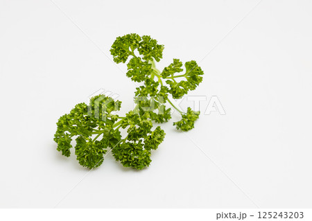パセリの素材写真　白背景の中のパセリ 125243203