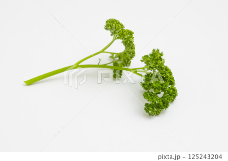 パセリの素材写真 白背景の中のパセリ パセリの素材写真 白背景の中のパセリ 125243204