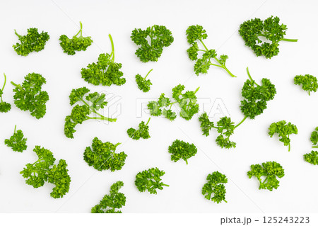 パセリの素材写真 白背景の中のパセリ パセリの素材写真 白背景の中のパセリ 125243223