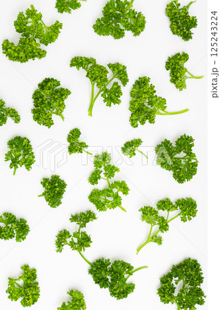パセリの素材写真　白背景の中のパセリ 125243224