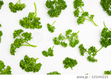 パセリの素材写真 白背景の中のパセリ パセリの素材写真 白背景の中のパセリ 125243225
