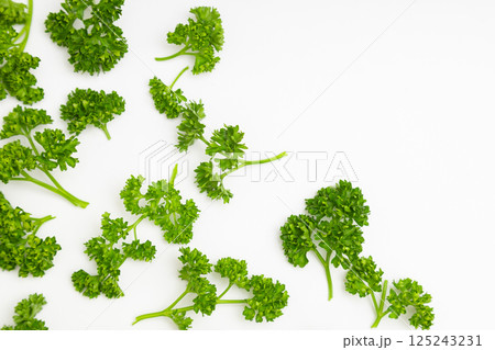 パセリの素材写真 白背景の中のパセリ パセリの素材写真 白背景の中のパセリ 125243231