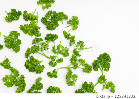 パセリの素材写真 白背景の中のパセリ パセリの素材写真 白背景の中のパセリ 125243232