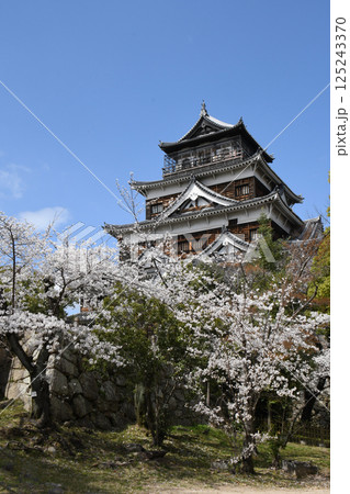 広島城と桜 広島城と桜 125243370