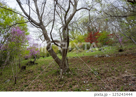 日本の春の岡山県の山村の美しい風景 125243444