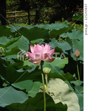 大賀ハスの花が咲く 大賀ハスの花が咲く 125243637