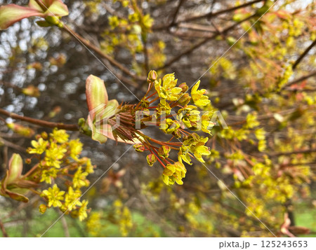 Yellow-Green Bloom of Acer Platanoides Tree Norway Maple Yellow-Green Bloom of Acer Platanoides Tree Norway Maple 125243653