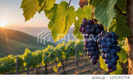 Ripe purple grapes hang from lush green vines in a vineyard at sunset, with rolling hills bathed in golden light, showcasing the beauty of winemaking and nature's abundance 125243754