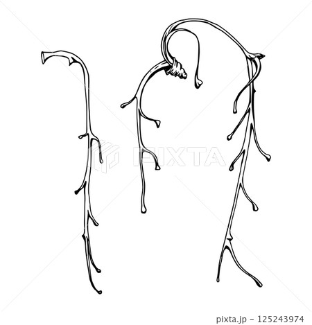 Tree, flower, berry or bush raceme. Long plant stem branch twig cluster hand drawn in vector ink, late autumn or winter, early spring. Botanical isolated illustration element. Gardening, florist shop. Tree, flower, berry or bush raceme. Long plant stem branch twig cluster hand drawn in vector ink, late autumn or winter, early spring. Botanical isolated illustration element. Gardening, florist shop. 125243974