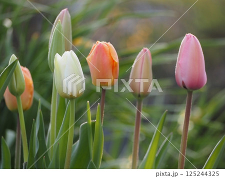 春の花　チューリップ　つぼみ 125244325