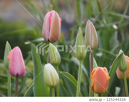 春の花 チューリップ つぼみ 春の花 チューリップ つぼみ 125244326