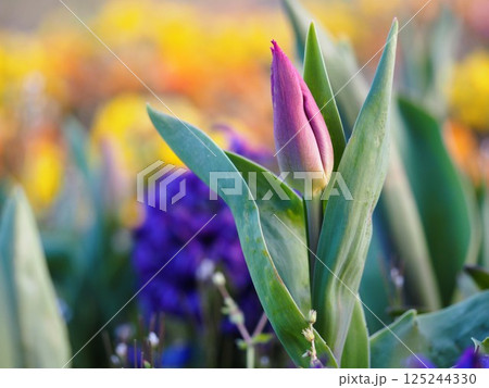 春の花　チューリップ　つぼみ 125244330