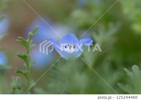 ネモフィラ畑 125244460