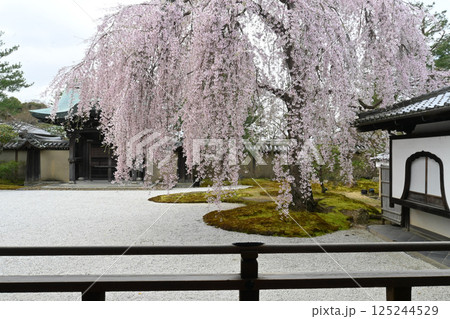 春の京都市高台寺 方丈前庭圧巻のしだれ桜 125244529