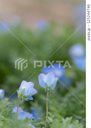 ネモフィラ畑 ネモフィラ畑 125244746