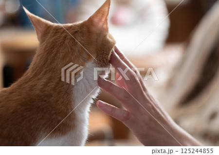 猫を撫でる 茶トラ白 猫を撫でる 茶トラ白 125244855
