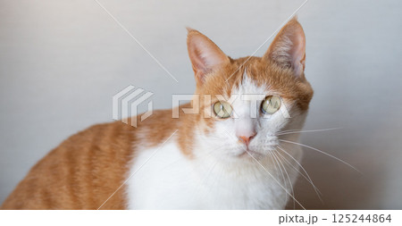 見つめる猫　茶トラ白 125244864