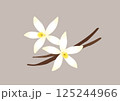 バニラビーンズとバニラの花のベクターイラスト 125244966