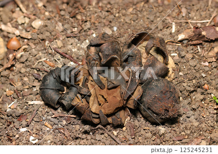 爆ぜた木の実とそっくりな乾燥枯れたツチグリキノコ(晴天下自然光マクロ撮影) 爆ぜた木の実とそっくりな乾燥枯れたツチグリキノコ(晴天下自然光マクロ撮影) 125245231