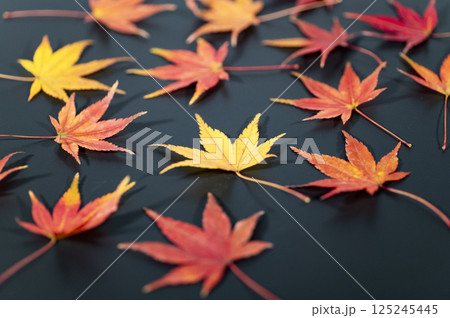 黒い背景に紅葉したモミジ 黒い背景に紅葉したモミジ 125245445