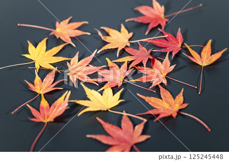 黒い背景に紅葉したモミジ 黒い背景に紅葉したモミジ 125245448