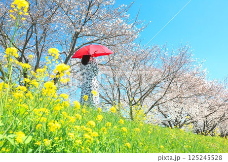 桜と菜の花の散歩道 桜と菜の花の散歩道 125245528