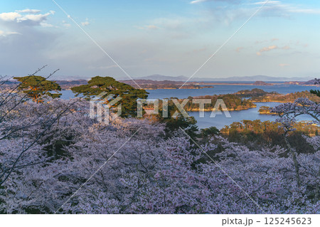 満開の桜と松島湾 満開の桜と松島湾 125245623