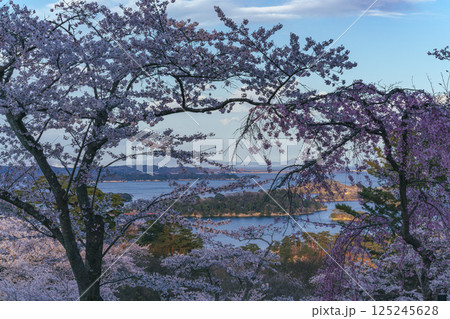 満開の桜と松島湾 満開の桜と松島湾 125245628
