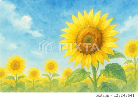 ひまわり畑 125245641