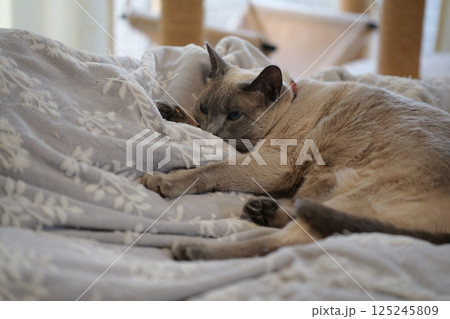 のんびりとした家猫の日常 のんびりとした家猫の日常 125245809