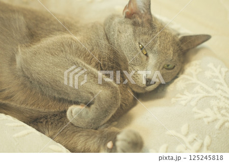 のんびりとした家猫の日常 のんびりとした家猫の日常 125245818