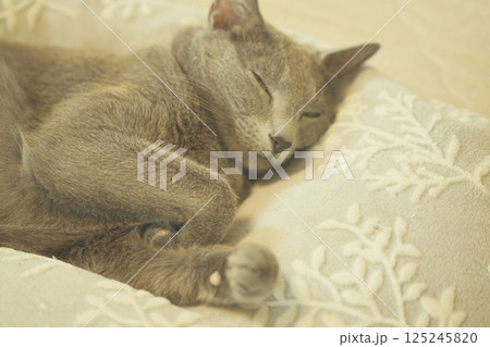 のんびりとした家猫の日常 のんびりとした家猫の日常 125245820