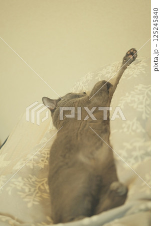 のんびりとした家猫の日常 のんびりとした家猫の日常 125245840