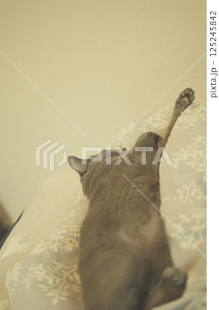 のんびりとした家猫の日常 125245842