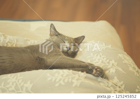 のんびりとした家猫の日常 のんびりとした家猫の日常 125245852