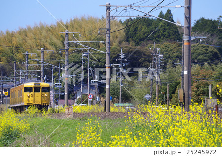 黄色い菜の花が満開の山陰本線を2両編成（115形と114形）の黄色いクモハ115系電車が通過する光景 125245972