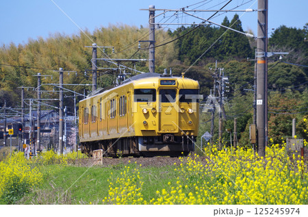 黄色い菜の花が満開の山陰本線を2両編成(115形と114形)の黄色いクモハ115系電車が通過する光景 黄色い菜の花が満開の山陰本線を2両編成(115形と114形)の黄色いクモハ115系電車が通過する光景 125245974