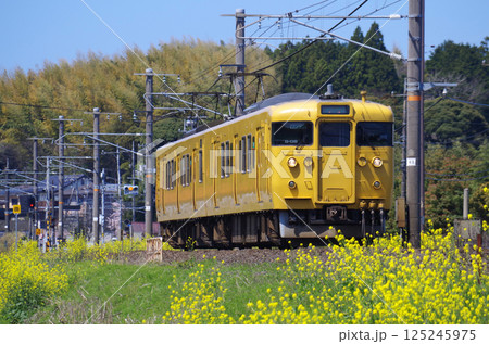 黄色い菜の花が満開の山陰本線を2両編成（115形と114形）の黄色いクモハ115系電車が通過する光景 125245975