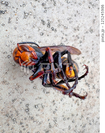 オオスズメバチの死骸 125245986