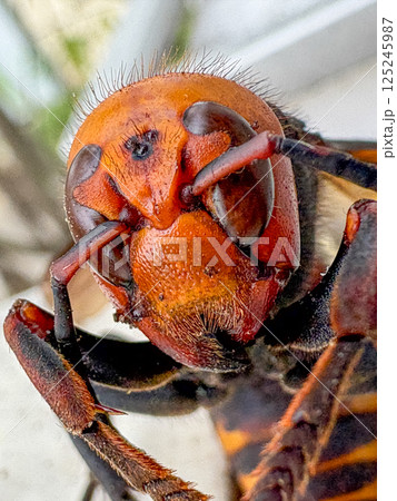 オオスズメバチ 125245987