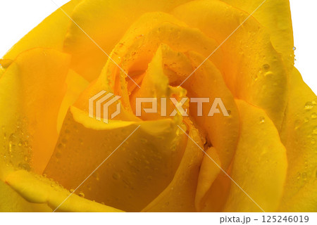 Close up rose isolated on white background 125246019