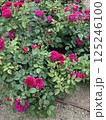 深紅のバラの群生 / A cluster of crimson roses 125246100