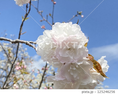 青空に映える八重桜 青空に映える八重桜 125246256