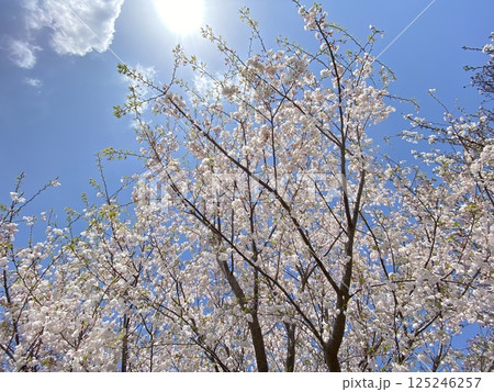 青空に映える桜 125246257