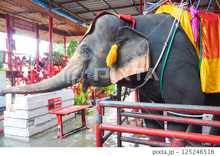 象乗り体験のゾウ 象乗り体験のゾウ 125246516