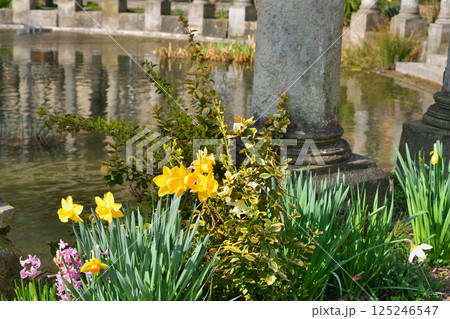 フランス、パリ。モンソー公園の池のほとりに咲く水仙。2025年3月15日撮影。 フランス、パリ。モンソー公園の池のほとりに咲く水仙。2025年3月15日撮影。 125246547