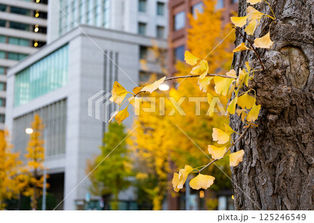 都会のビル群に囲まれた歩道に佇む紅葉で美しい黄色に染まったイチョウの葉と幹・(東京都千代田区) 都会のビル群に囲まれた歩道に佇む紅葉で美しい黄色に染まったイチョウの葉と幹・(東京都千代田区) 125246549